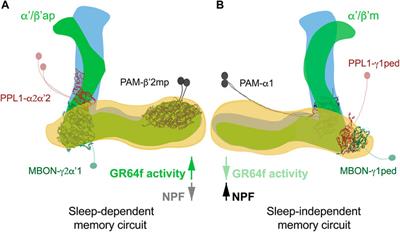 Sleep benefits different stages of memory in Drosophila